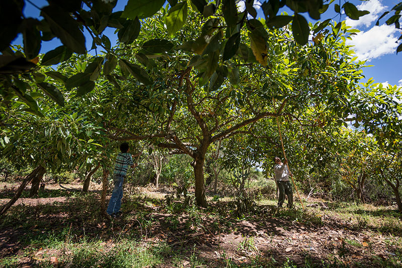 Angel and Erineo harvest avocados from their grove. Generations working together have improved life for displaced families in Huanta and empowered young people to take up the mantle of responsibility.