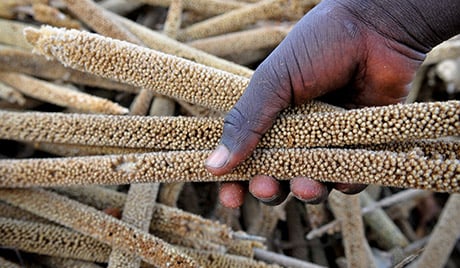 Senegal Food   