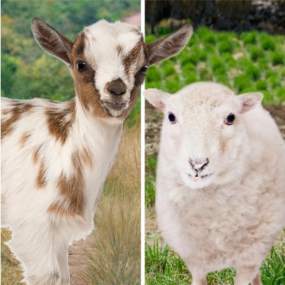 sheep and goat