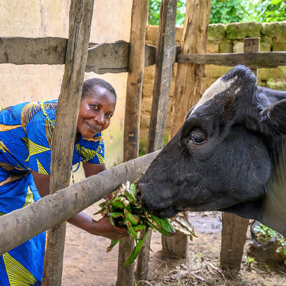 dairy cow for a woman