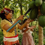 woman and child cutting fruit off tree
