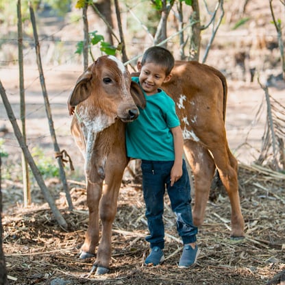little boy with cow