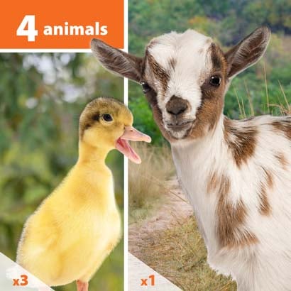 three ducks and one goat