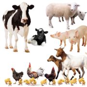 farm animals: cows, sheep, pigs, goats, and chickens gift