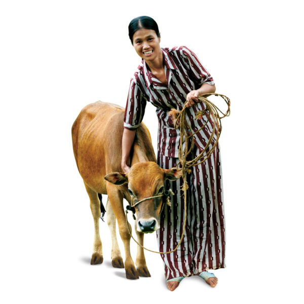 dairy cow for a woman