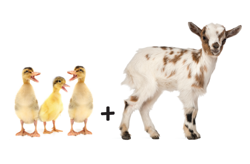 goat and three ducks