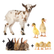 1 goat, 2 ducks, 3 rabbits, 4 chickens