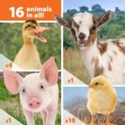 sixteen farm animals