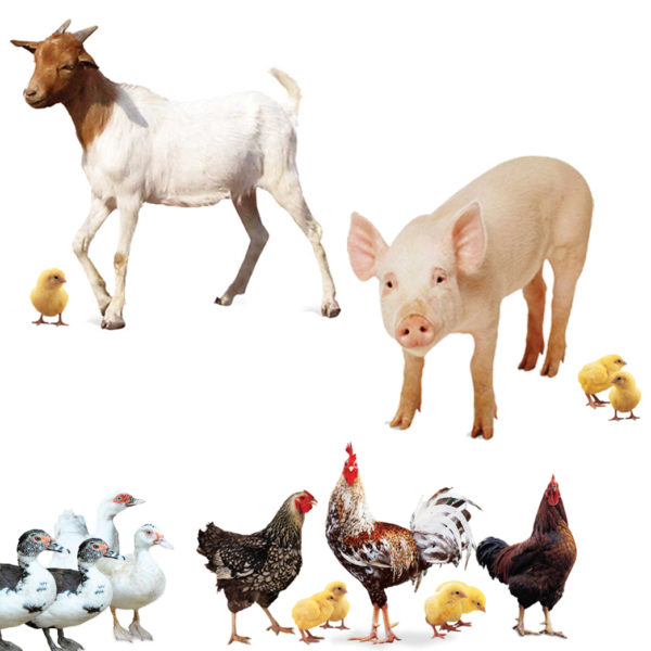 The gift of farm animals can equip and empower families to overcome poverty