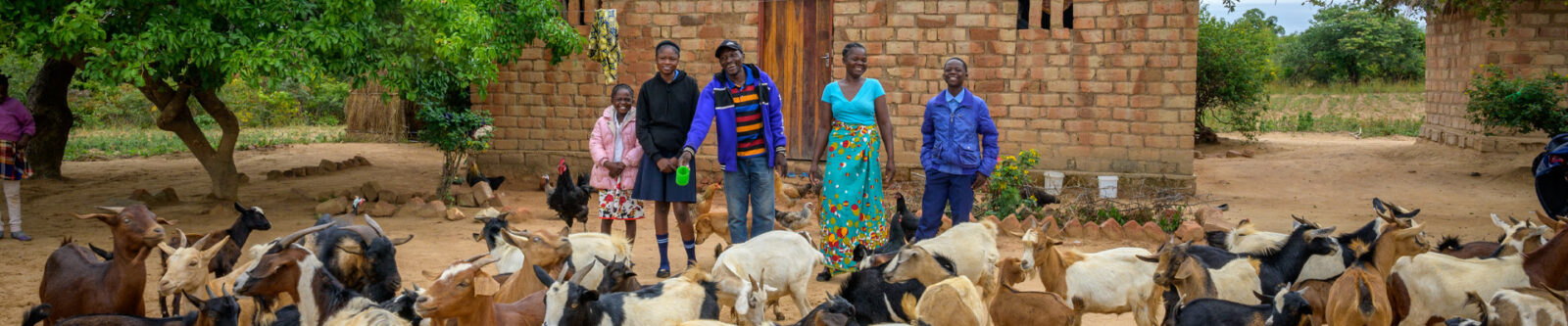 group of animals being herded