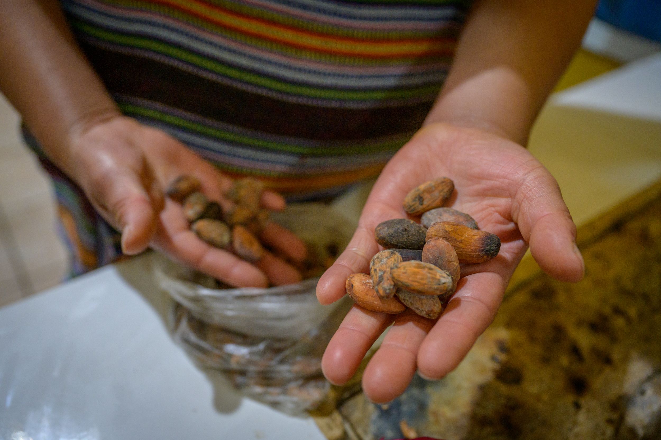 Hands holding cacao beans.