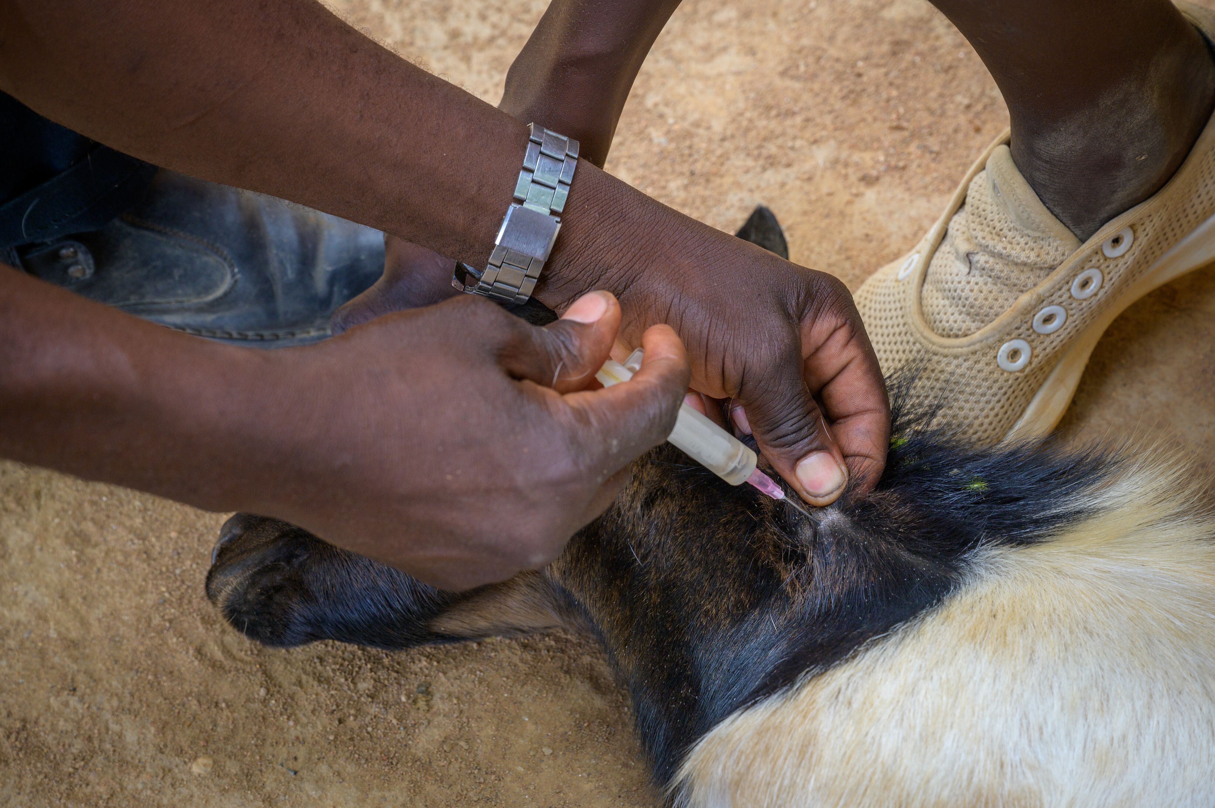Close up of hands administering a shot in a goat’s neck.