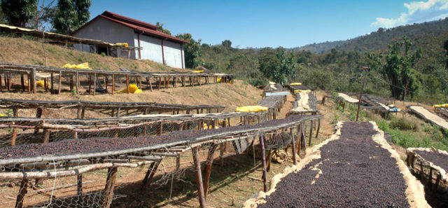 Through a fair trade coffee program, grower Tesfaye now brings in enough income to send his children to school, giving them hope for the future.