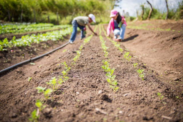 Francisco’s children work in the family’s fields. Francisco's family's life has been transformed since he embraced the Gospel and put his faith in action.