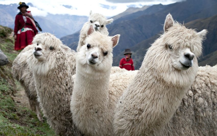 A family who suffered horrific violence from a terrorist group called the Shining Path found hope through a gift of alpacas from World Vision.