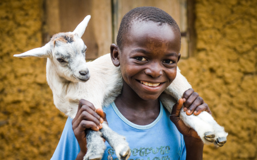 Goats help a boy in Sierra Leone pay for school.
