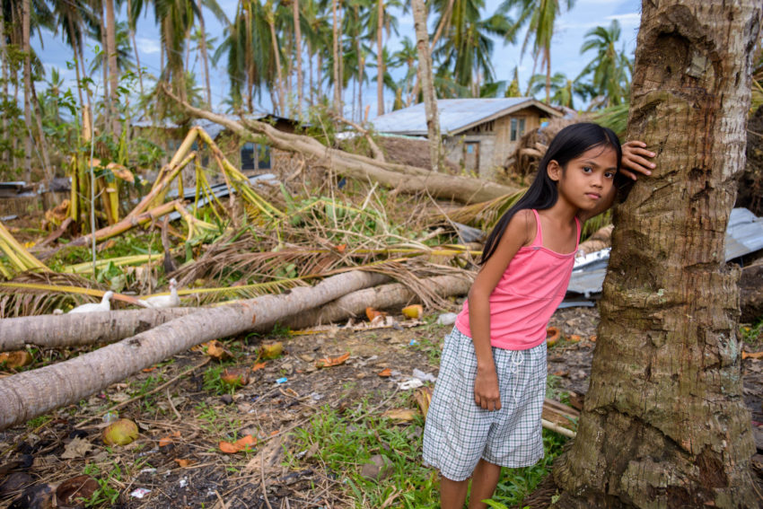 A girl stands amid coconut trees downed by Typhoon Haiyan.