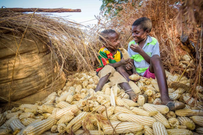 Two children sit on a pile of maize in Zambia.