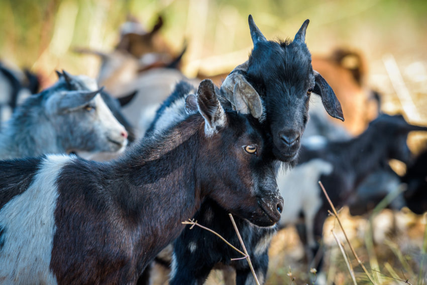 Goats gifted through the World Vision Gift Catalog are benefitting families in Zambia.