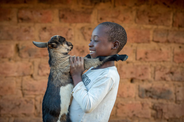 To combat drought in Zambia’s Southern Province, families are turning to livestock, particularly rearing goats. Outside his family home in Zambia, Nathan Choobwe, 9, holds a young goat, part of his family’s growing herd.