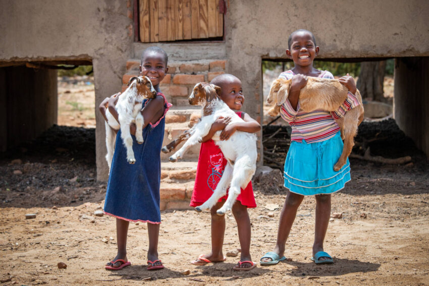 This Christmas, find gifts that pair the recipient’s personality with animals from the World Vision Gift Catalog — like goats — and honor them by donating one to help a family in need.