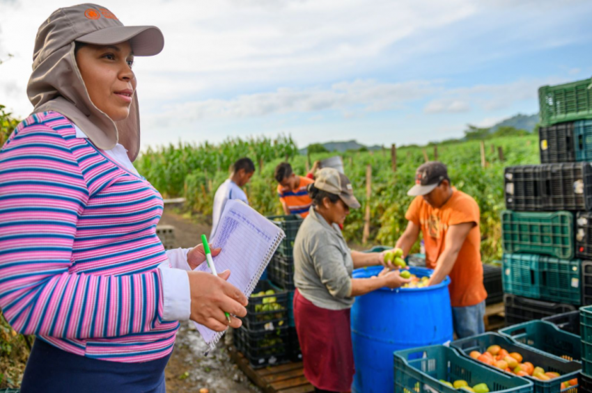 Kenia in Honduras oversees the harvest and preparation for market of the family’s abundant tomato crop.