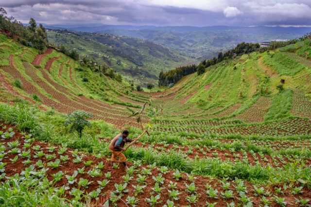 A farmer tending to his crops with a raised hoe on the lush, terraced hills in northern Rwanda.