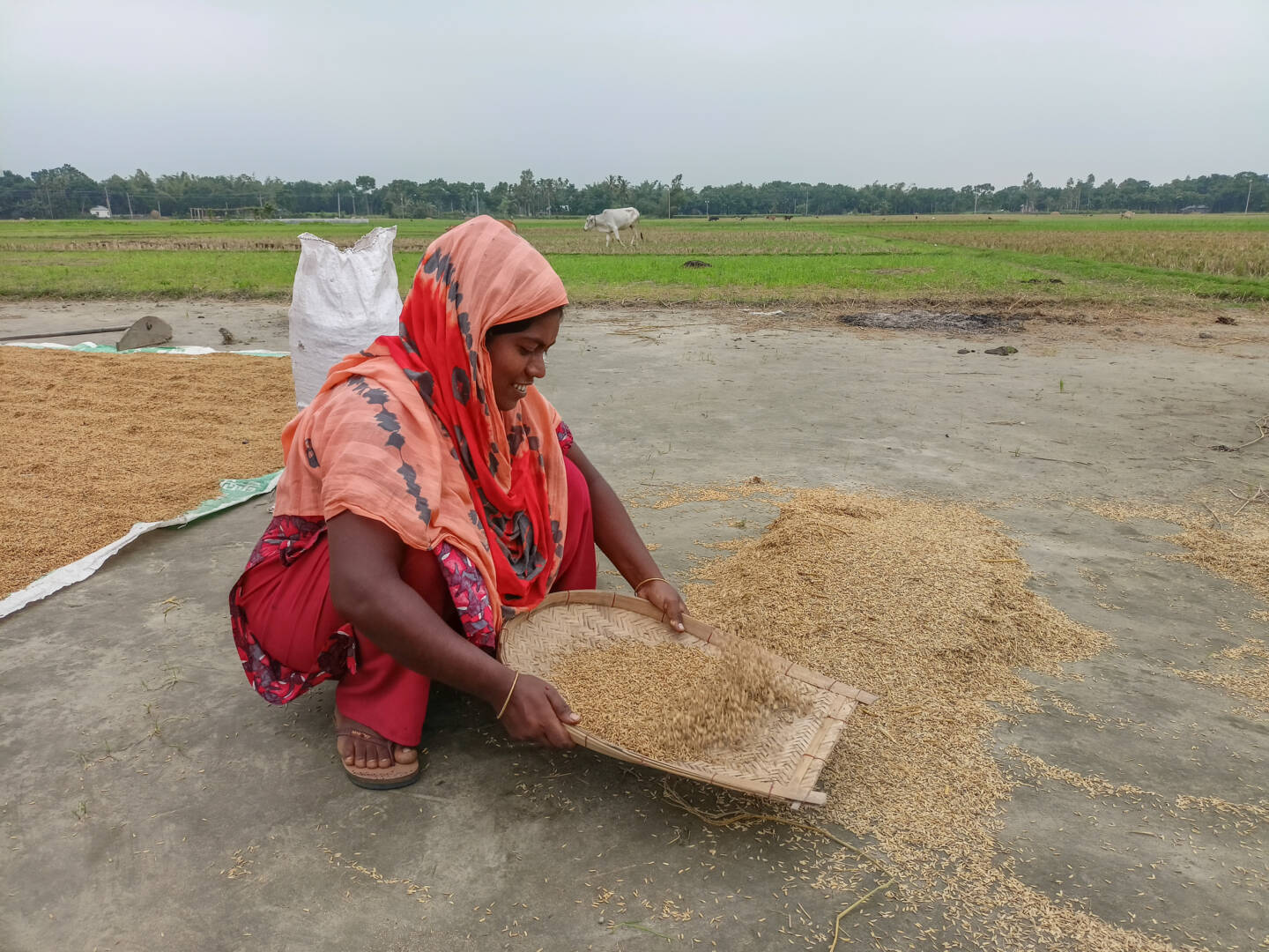 A woman squats down next to a pile of rice and holds a woven tray with rice on it. A green field is behind her.