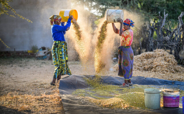 Two women pour buckets of beans from high over their heads, so the breeze will winnow out the straw and dry shells.