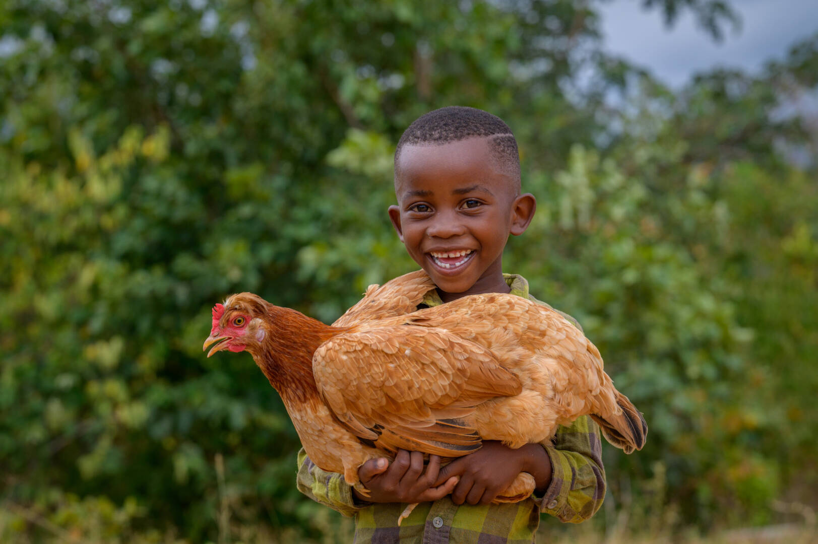 A boy smiles broadly while holding a chicken that is as big as his torso.