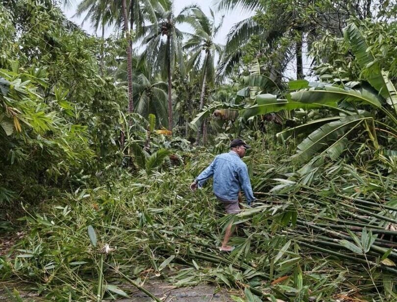 A man walks among debris and damaged palm trees after a storm.
