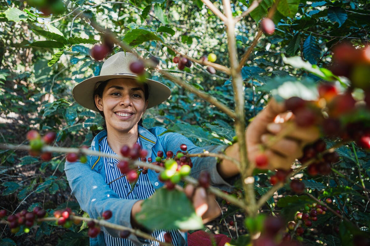 A smiling woman reaches toward coffee berries while standing among dense coffee plant vegetation. 