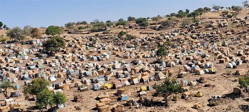 A wide view of a dry hillside covered with hundreds of makeshift shelters built from sticks and plastic tarps. A few scattered trees stand among the dwellings under a clear blue sky.