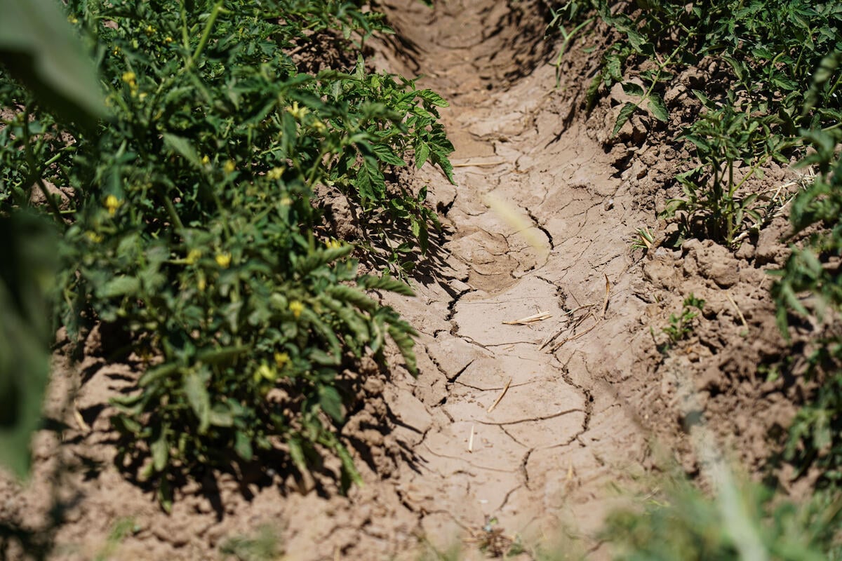 A close-up of the ground along a narrow drainage channel that is dry and cracked and banked by vegetation