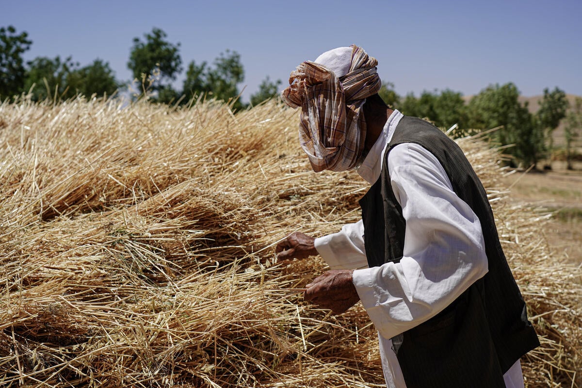 A man sifts through grain he has harvested.