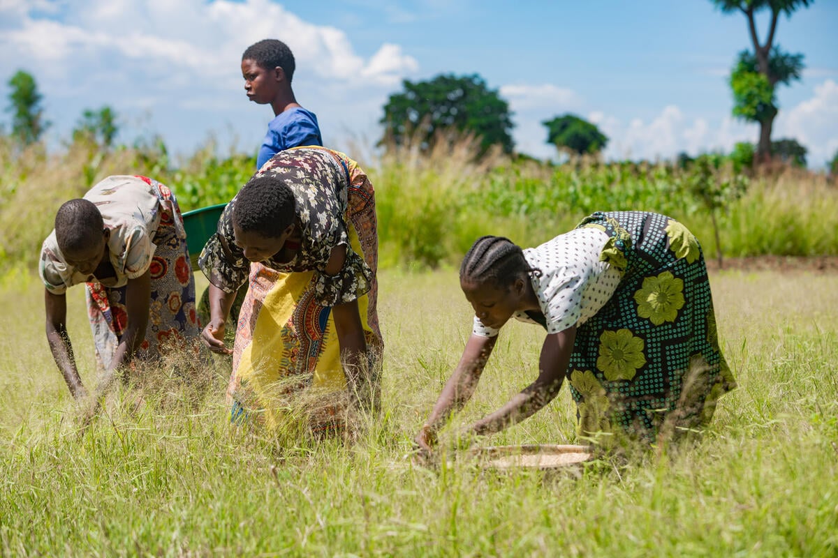 Women bend to gather dry grasses from a field under a bright, sunny sky.