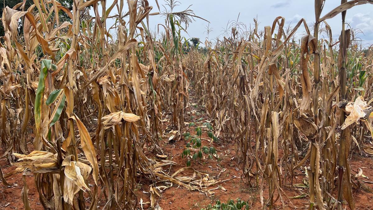 Rows of dead corn stalks stand in dry soil under cloudy skies.