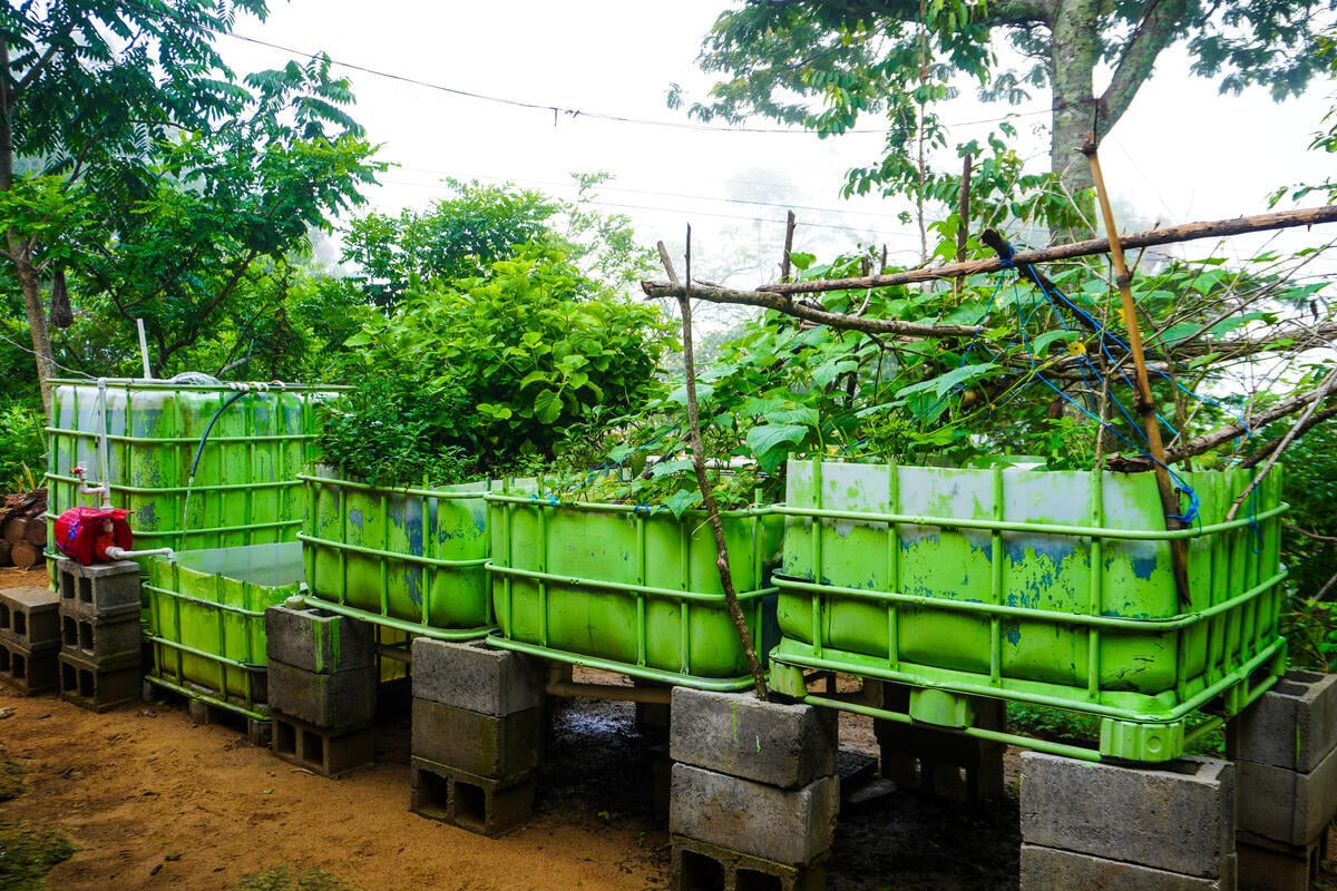 Cinder blocks hold a row of large plastic tubs of lush vegetables in a garden surrounded by a variety of deciduous trees.