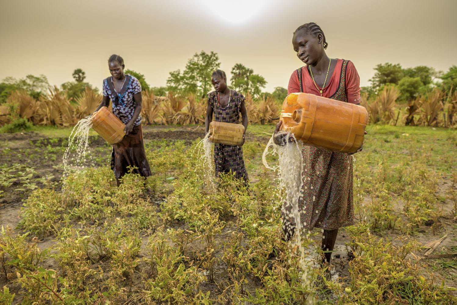 Moms water their vegetable gardens early in a Saturday morning in Kuajok, Warrup State, South Sudan.